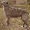 deerhound-levrier-d-ecosse.jpg