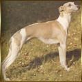 greyhound-levrier-anglais.jpg